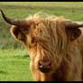 Scotland IV - The Cow...