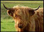 Scotland IV - The Cow... by MichiLauke