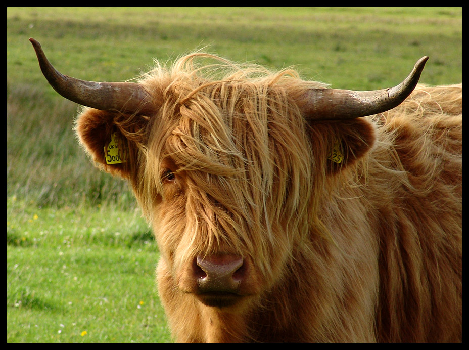 Scotland IV - The Cow...