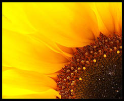 Sunflower flambeed...