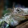 Old Dragon...