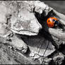 Ladybird...