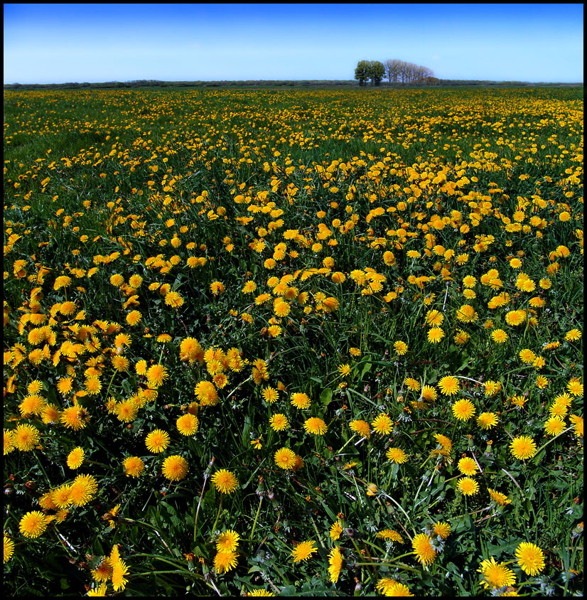 Dandilon Grasslands...