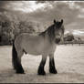 The Horse IR Infrared