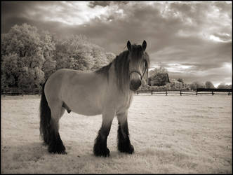 The Horse IR Infrared by MichiLauke