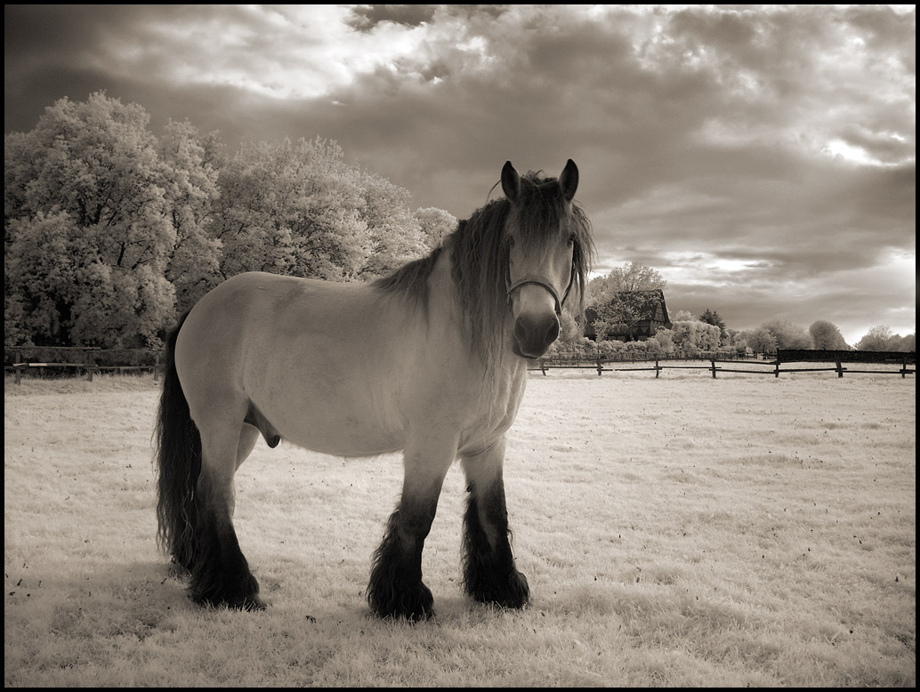 The Horse IR Infrared