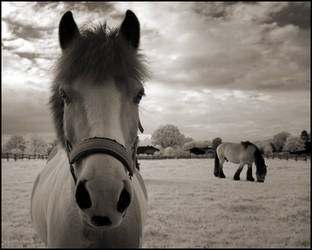 Two Horses IR Infrared