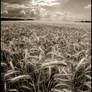 Fields of Gold in Sepia...