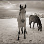 Two Horses IR...