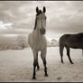 Two Horses IR - II - ...