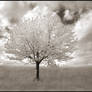 White Tree IR...
