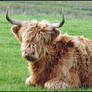 Highland Cow...