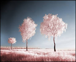 Three Birches infrared . . .