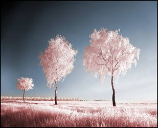 Three Birches infrared . . . by MichiLauke