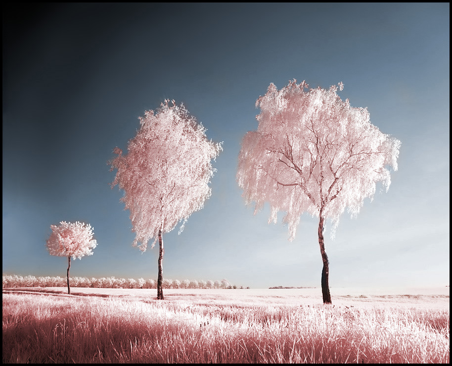 Three Birches infrared . . .