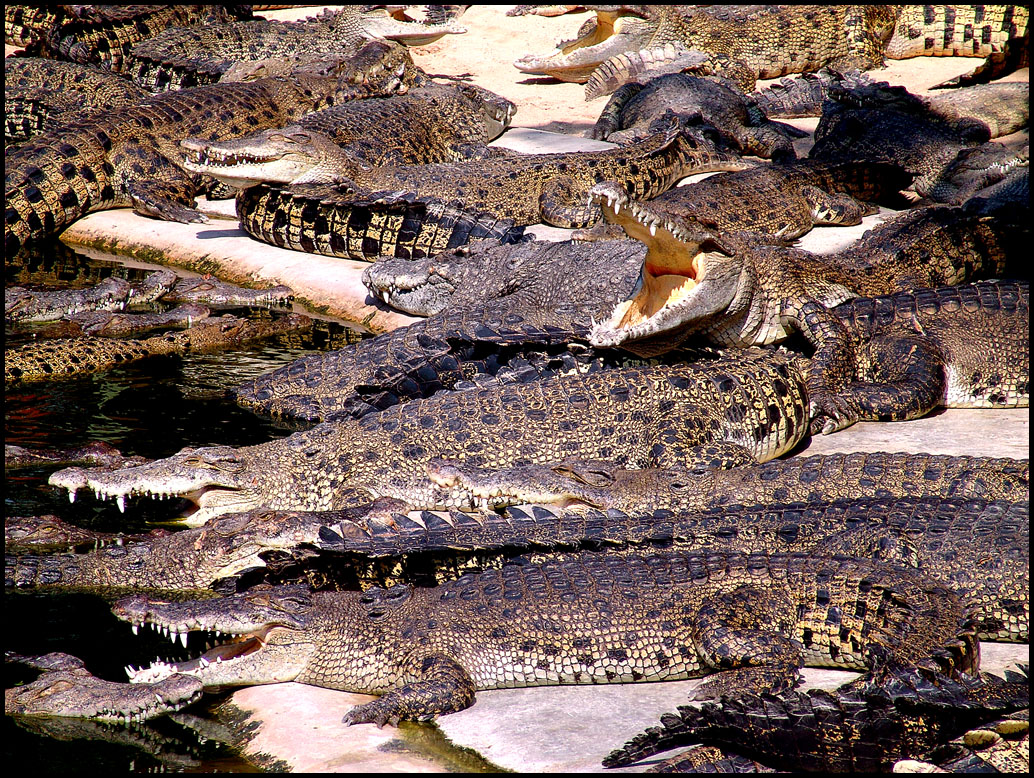 Hungry Crocodiles...