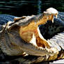 Crocodile...