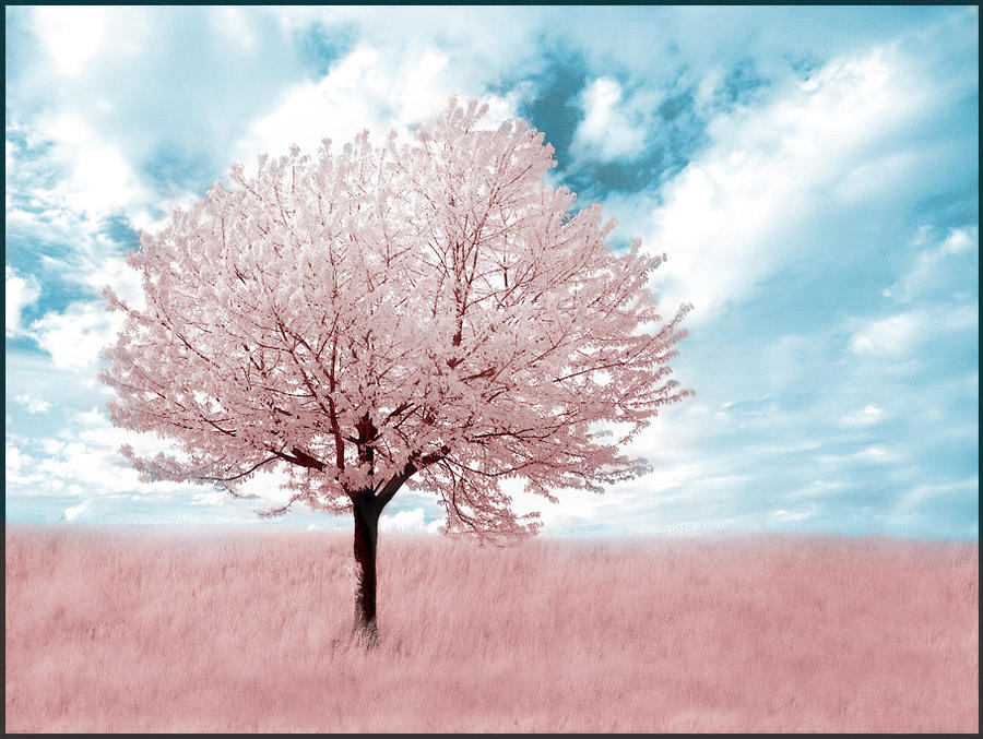 Pink Tree infrared...