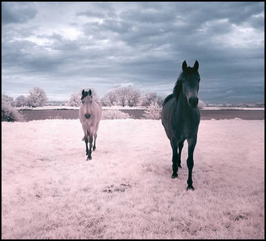 Horses Dream infrared... by MichiLauke