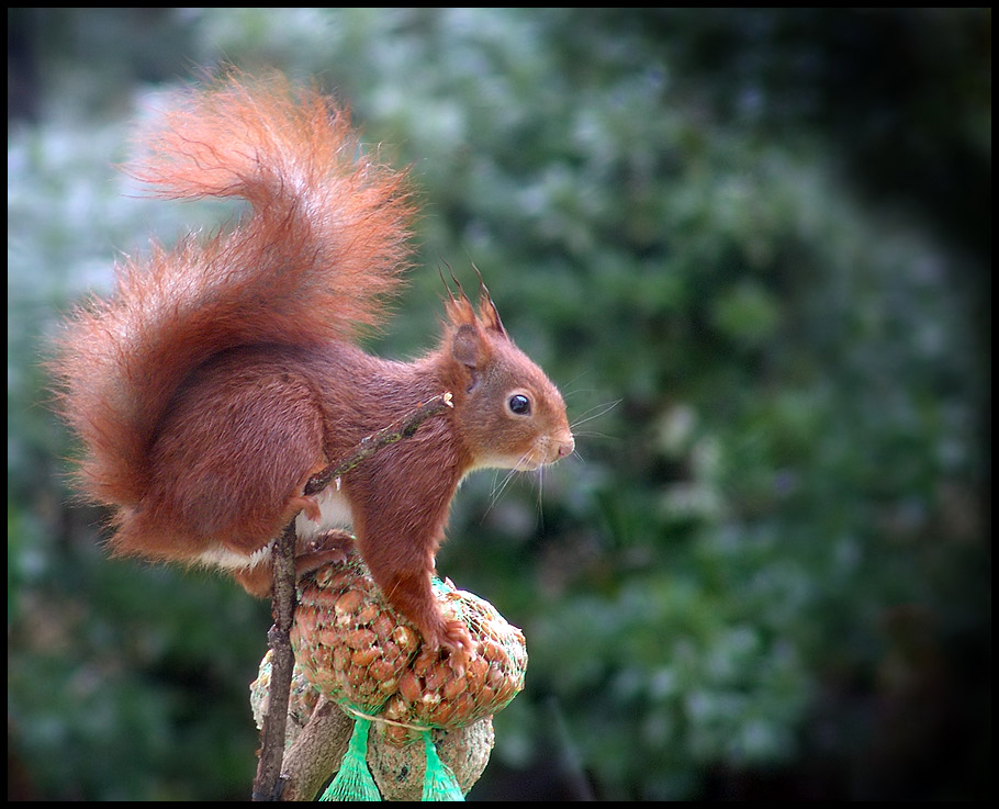 Squirrel 'stealing' birdseed