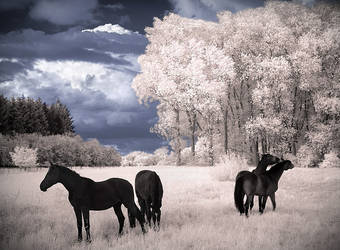 Horses Dreams IR Infrared by MichiLauke