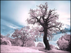 Magic Tree infrared...