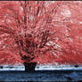 Red Tree infrared...