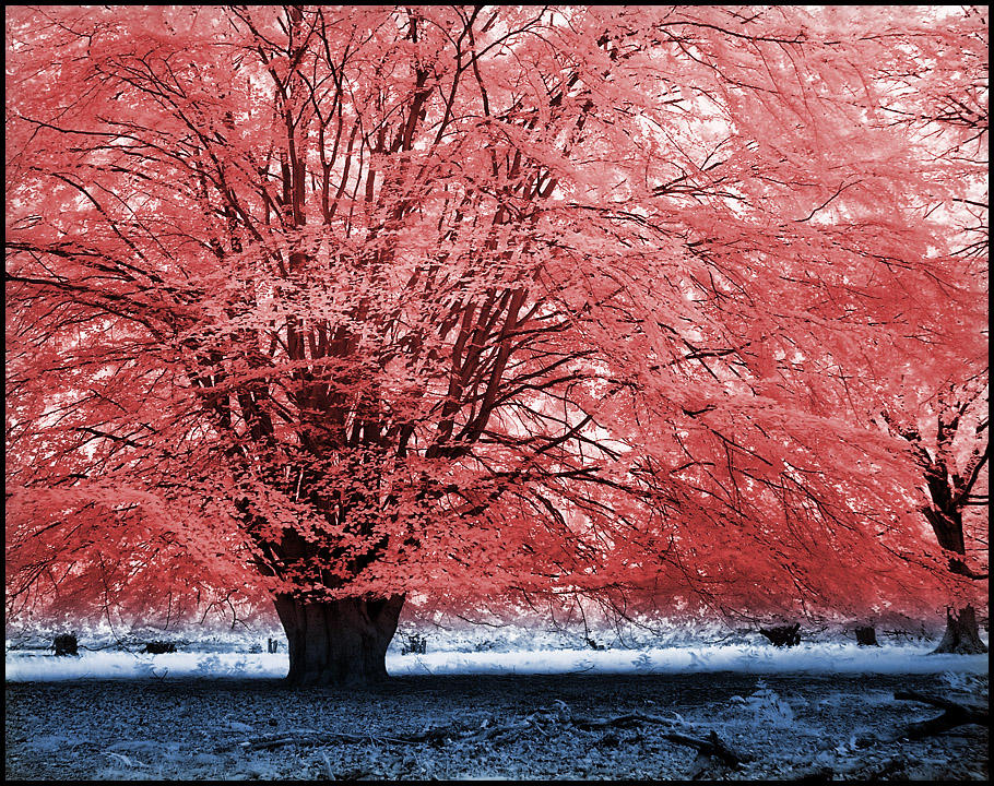 Red Tree infrared... by MichiLauke