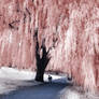 Willow Tree infrared...