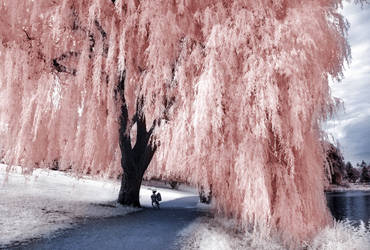 Willow Tree infrared...