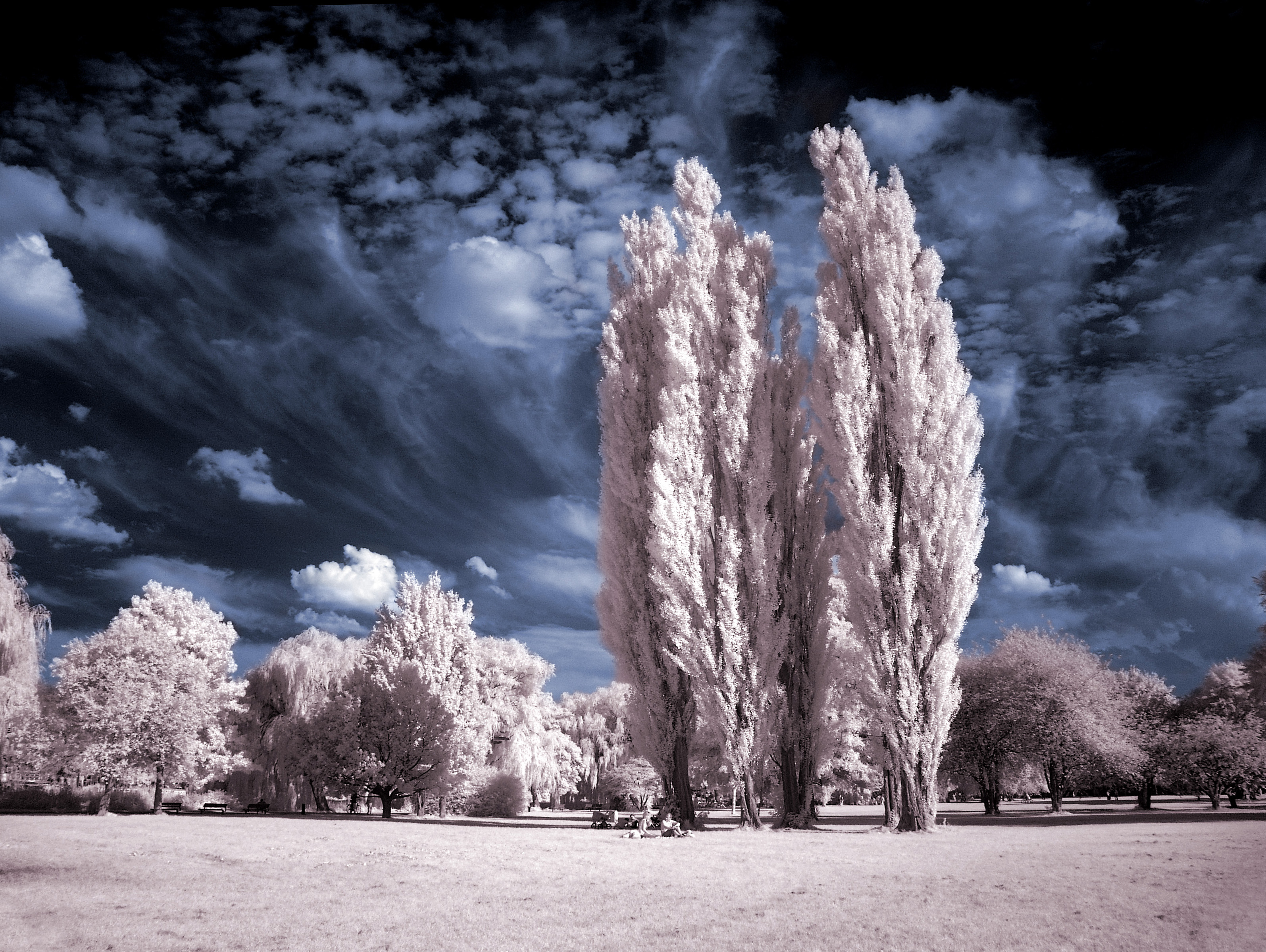 Cottonwood Trees infrared...