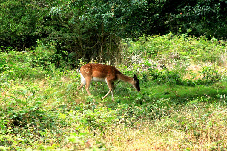 Doe feeding for two