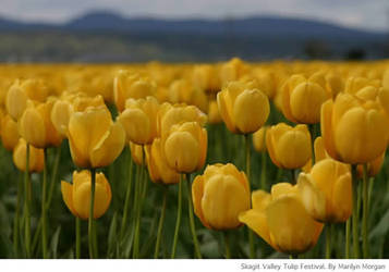 Yellow Tulips