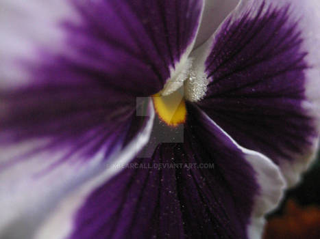 Purple Pansy