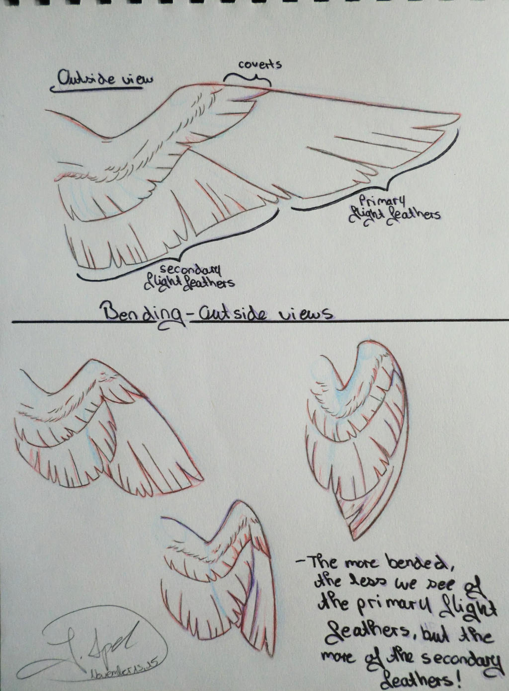 Wing Study Part 1 by ArtmadebyRed on DeviantArt