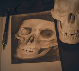 skull sketches