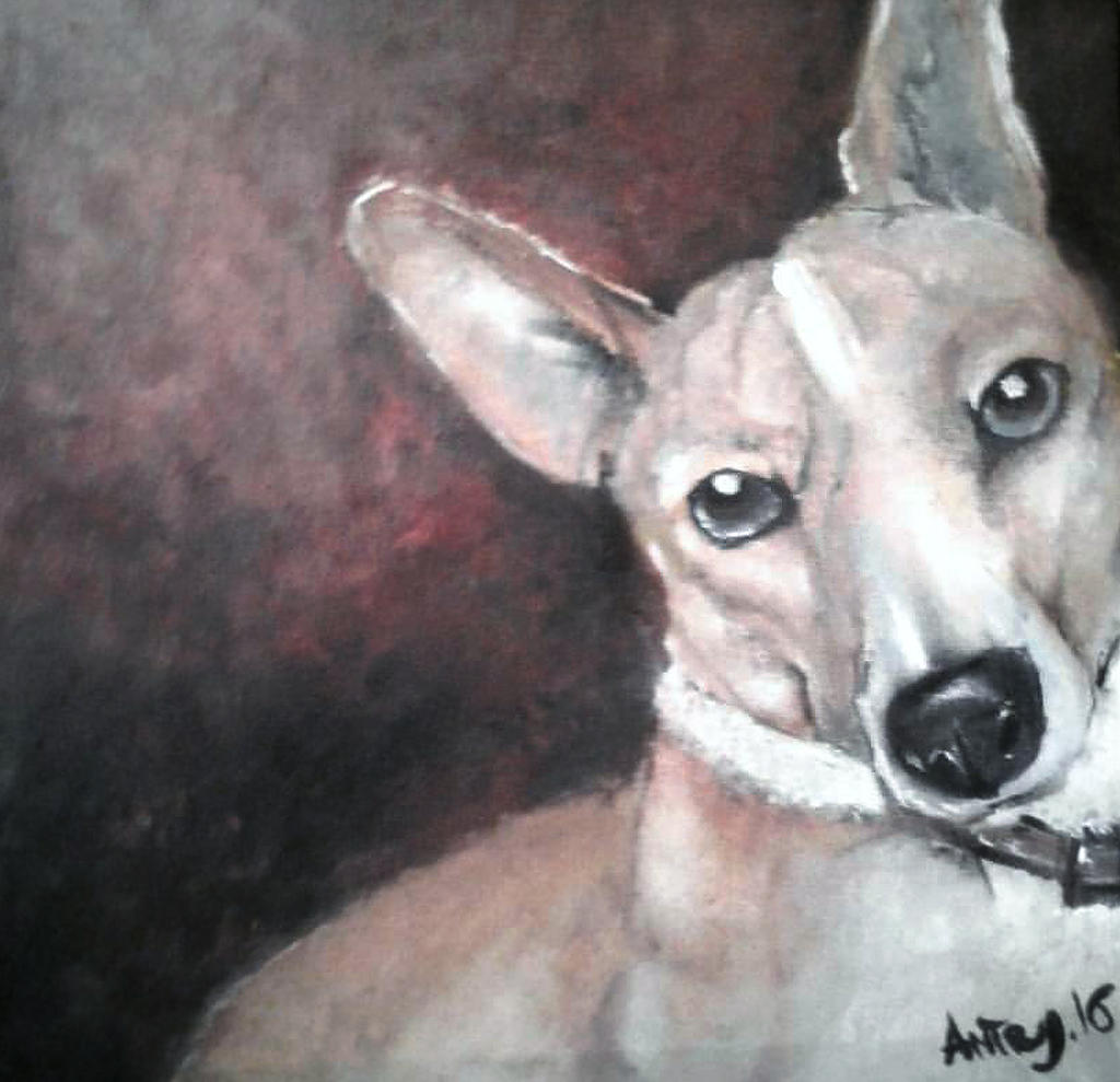 Basenji, called Jack