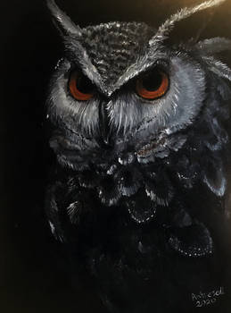 An owl