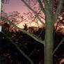 Hersheypark - Comet (Sunset)