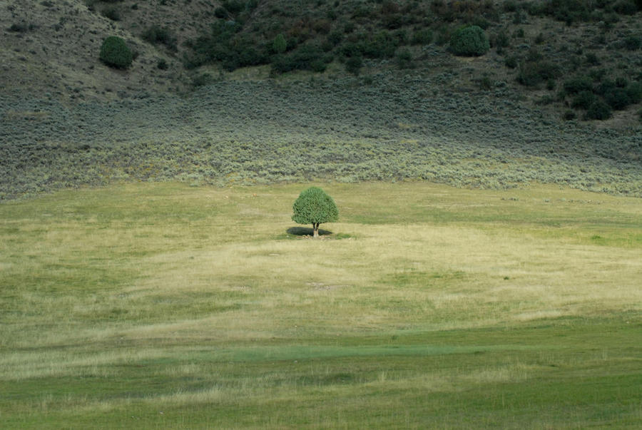 Then there's that one tree... by kingcrane on DeviantArt