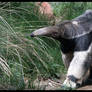 Giant Anteater