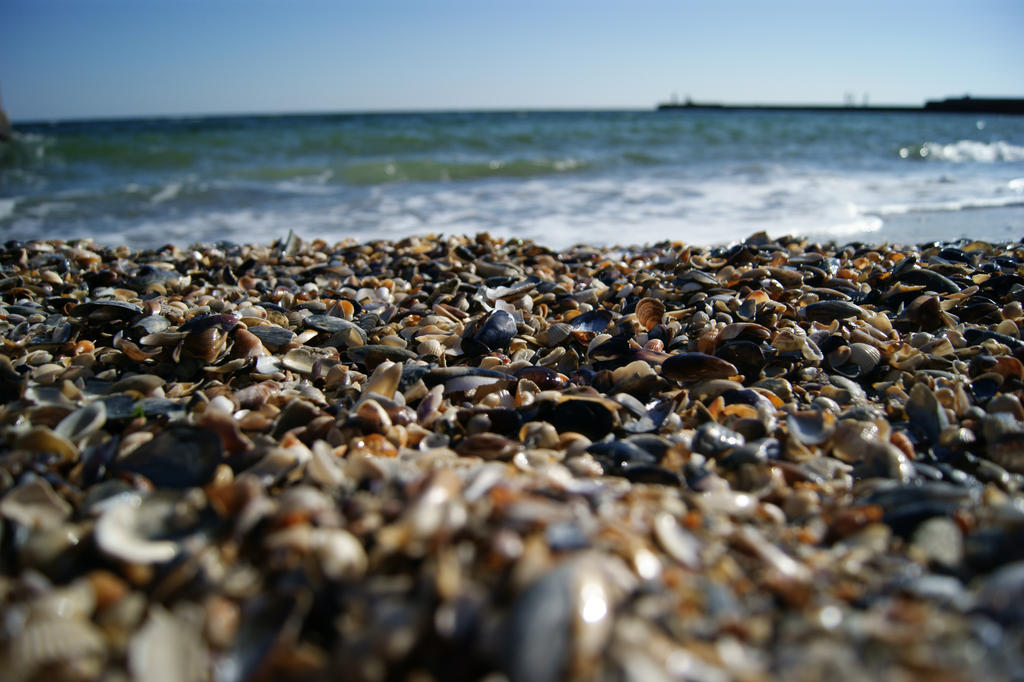 native shells of black sea by remnanta on DeviantArt