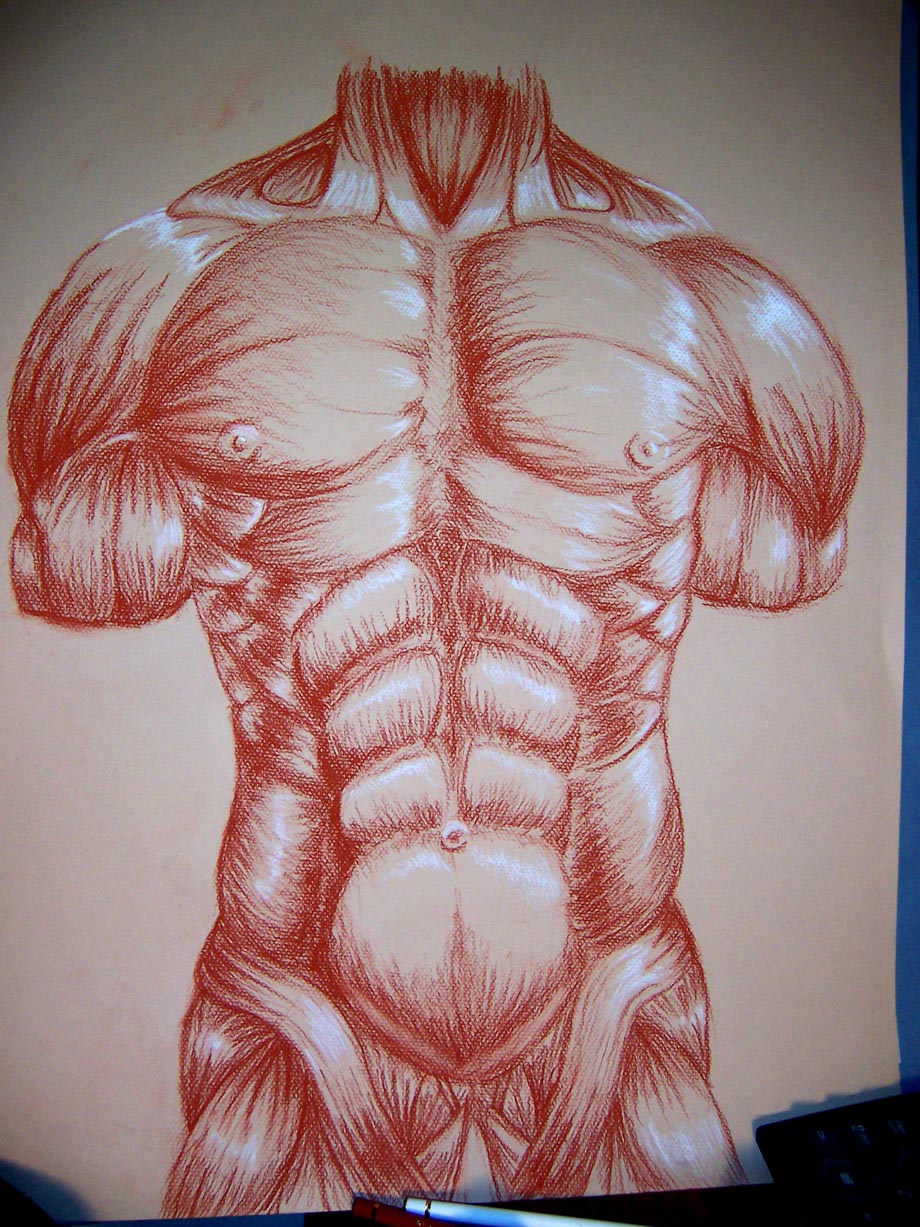 Muscle drawing for college