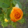 Rose 1