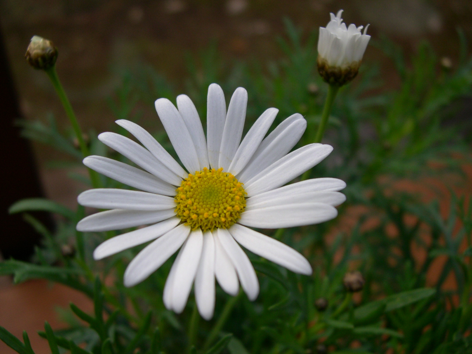 white flower thing