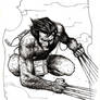 Wolverine drawing