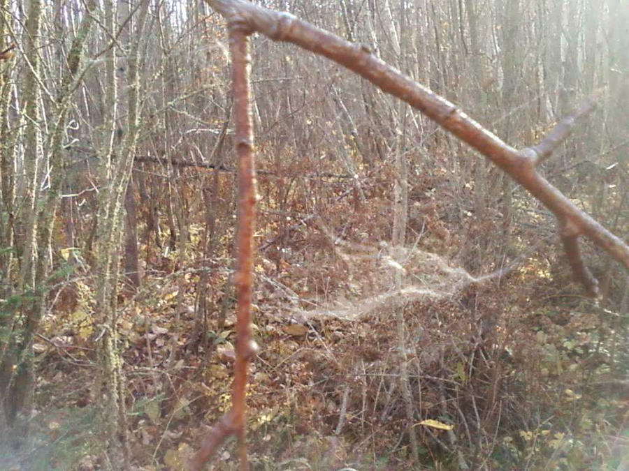 Outward Spider Web spider web by MoonxFairy on DeviantArt
