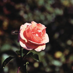 Gardens of the World (Rose)