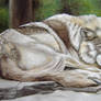 Mexican wolf. Oil on canvas.