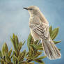 Mockingbird. Oil on canvas.